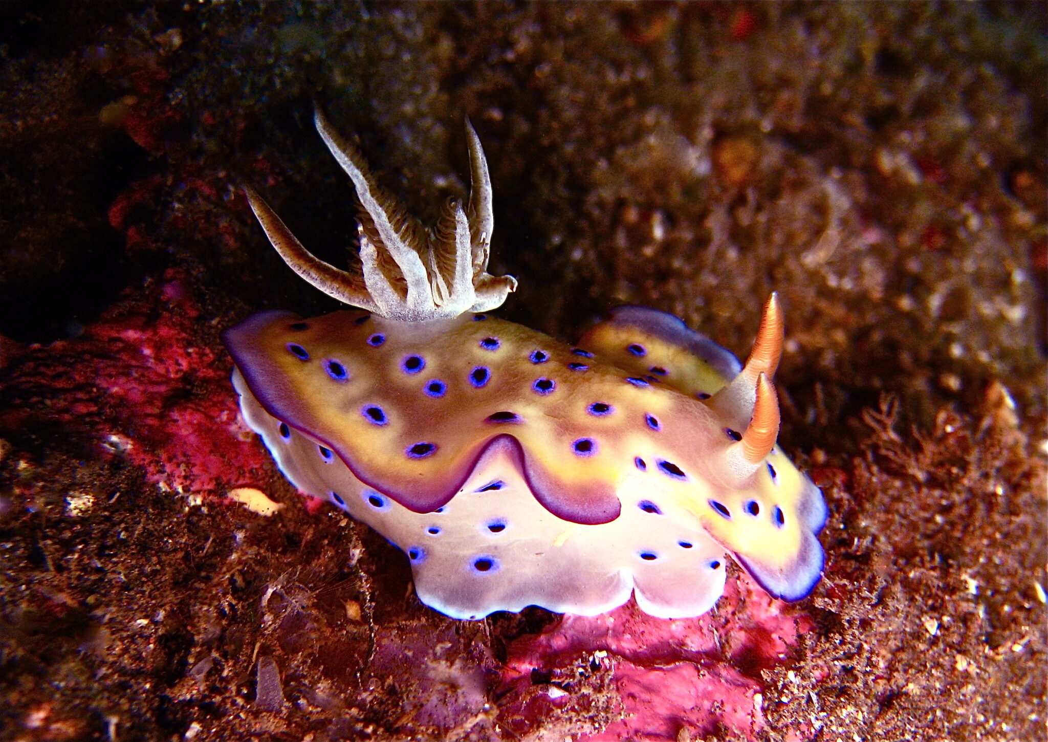 Nudibranch when diving in Koh Tao