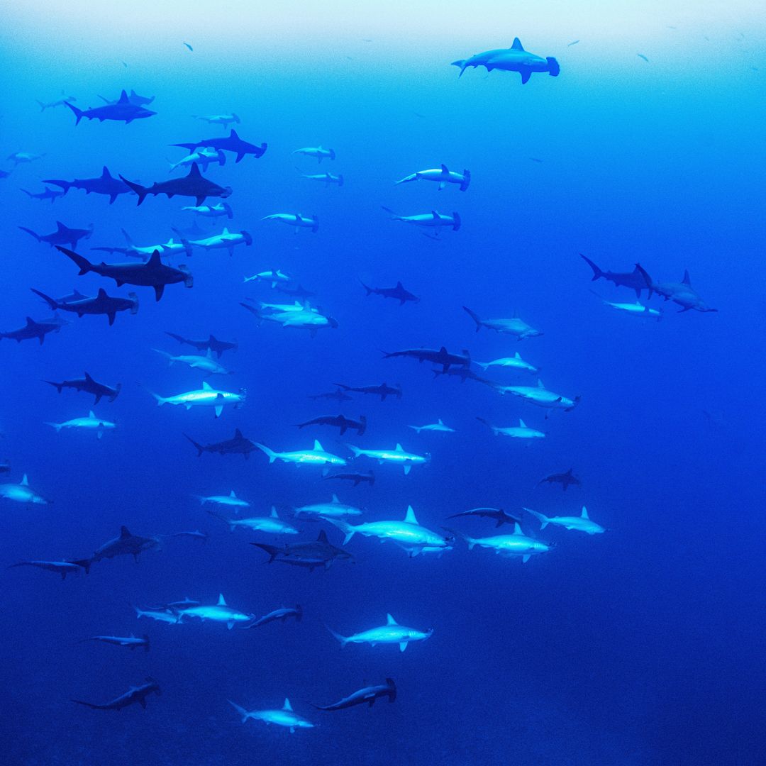 school of hammerhead shark in Yonaguni Island Okinawa