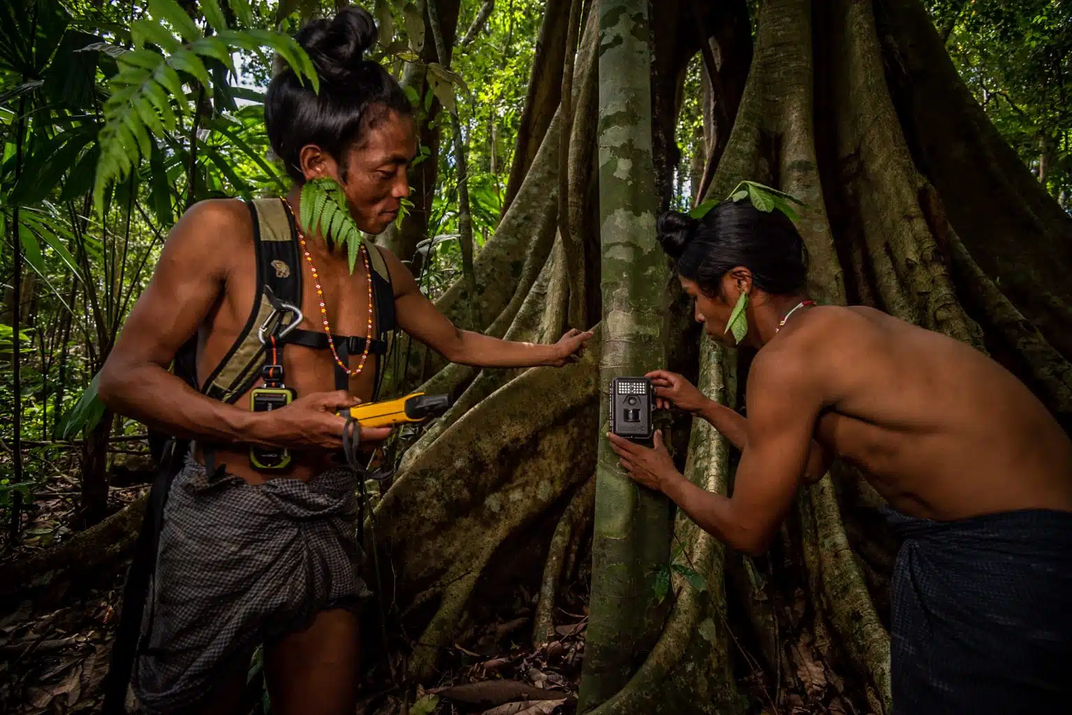 Two scientists set up gear on a tree in the rainforest