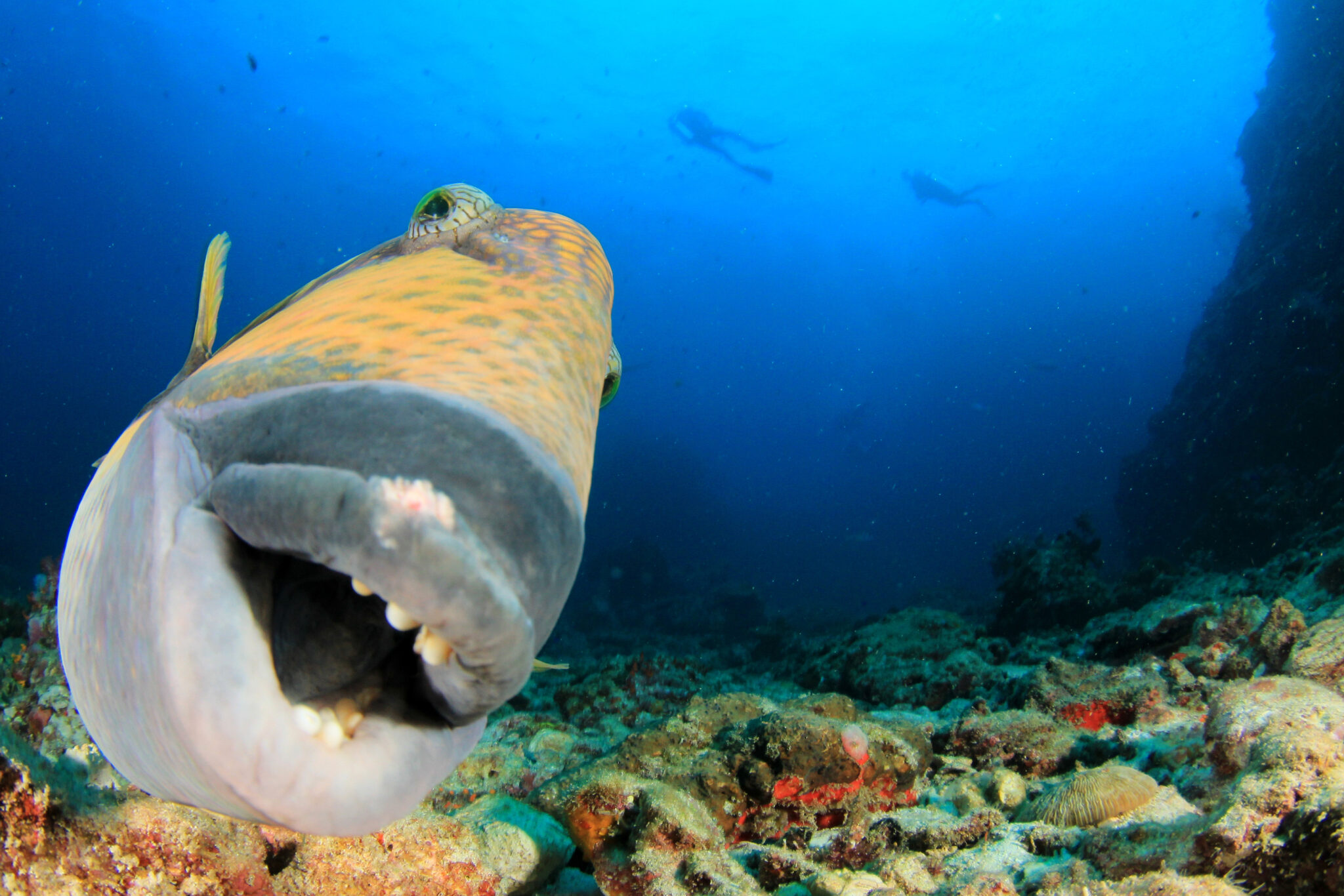 Titan triggerfish when diving in Koh Tao