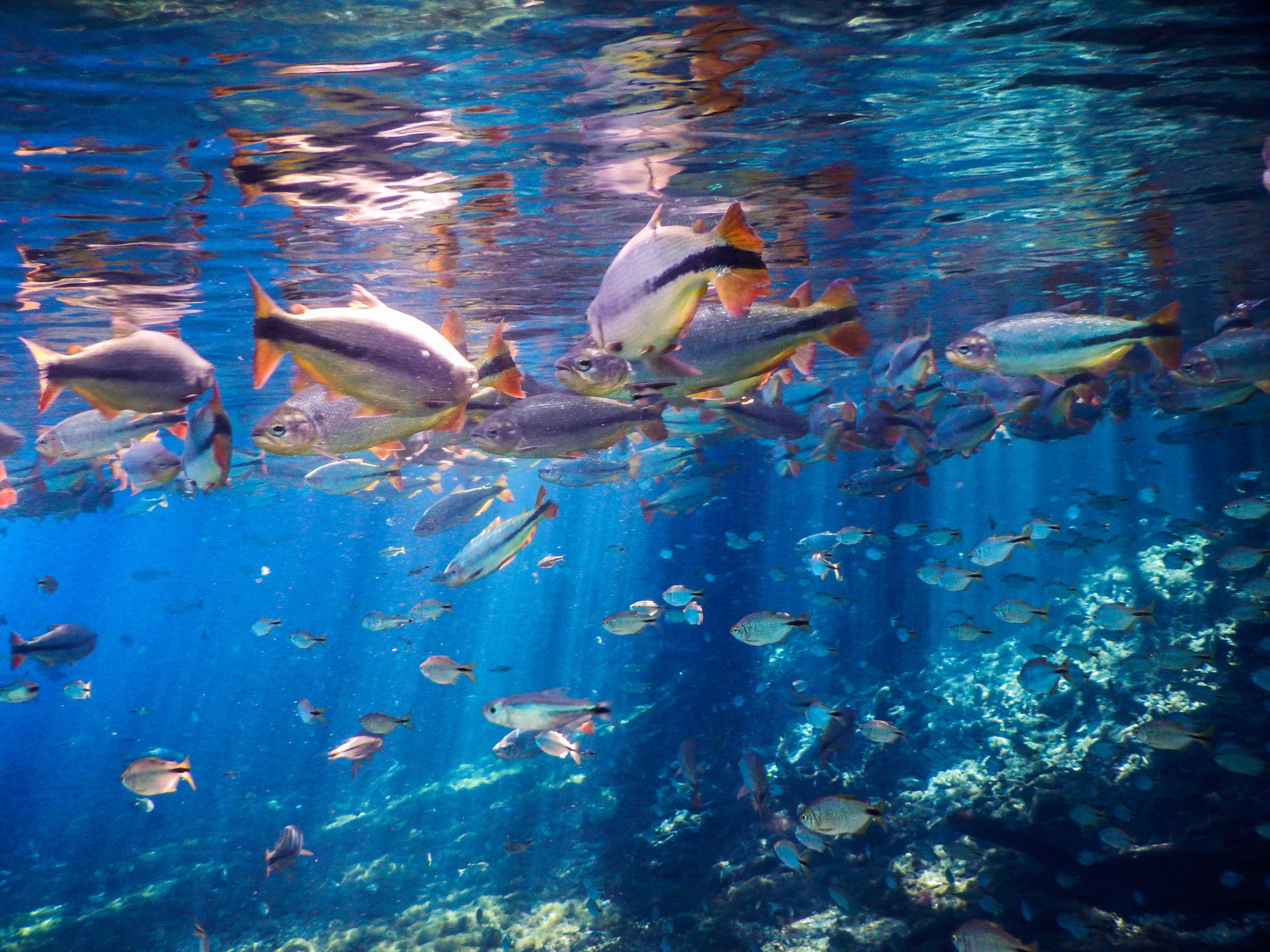 dozens of fish in a freshwater river with sunbeams