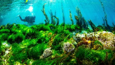 diving with seaweed in Sanriku, Iwate, Japan