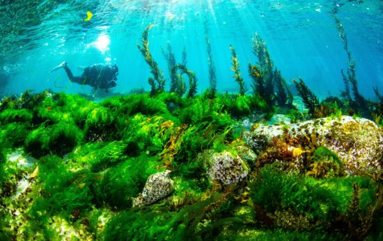 diving with seaweed in Sanriku, Iwate, Japan