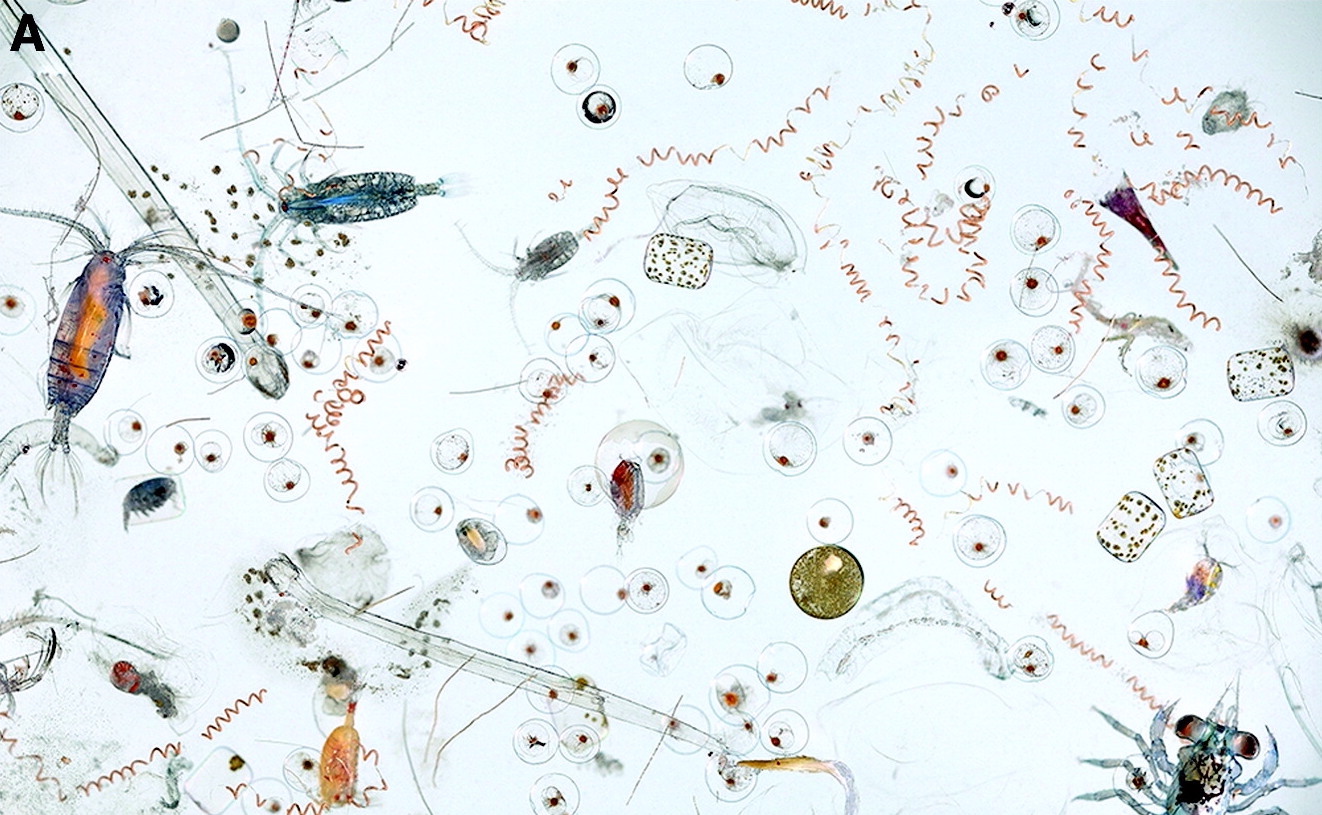 Magnified seawater under a microscope that shows hundreds of organisms living in each drop, one of many weird water facts