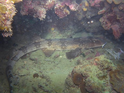 Brachaelurus waddi lying under the reef