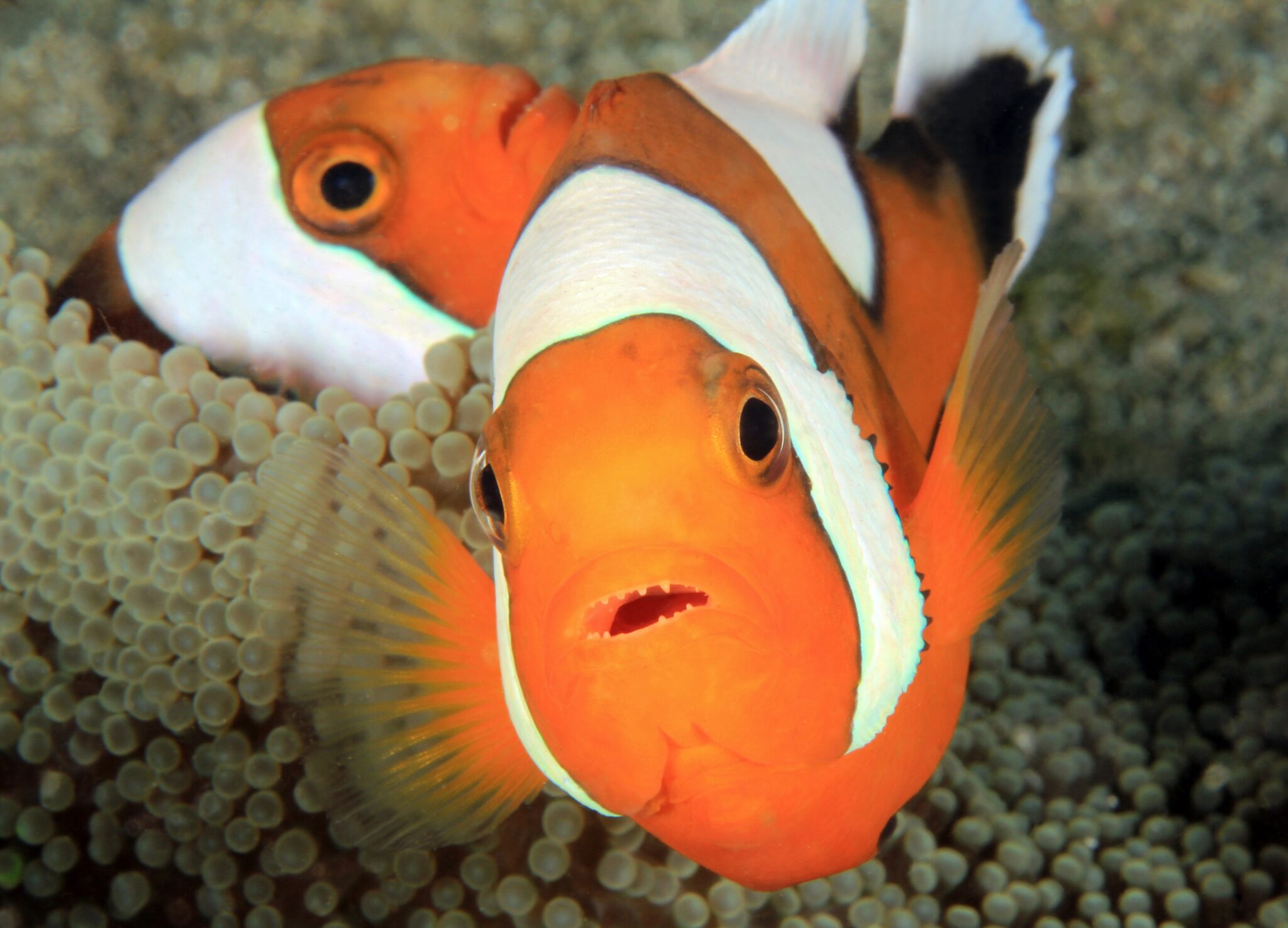 Saddleback,Anemonefish,(aka,Saddleback,Clownfish,,Panda,Anemonefish,,Amphiprion,Polymnus),In