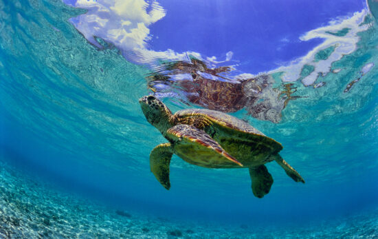 a turtle swimming shallow shore in okinawa