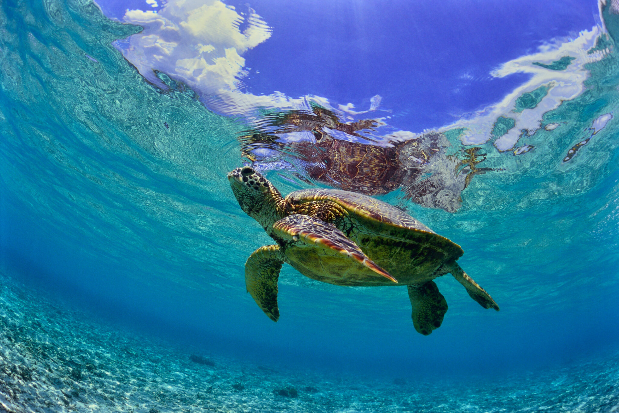 a turtle swimming shallow shore in okinawa