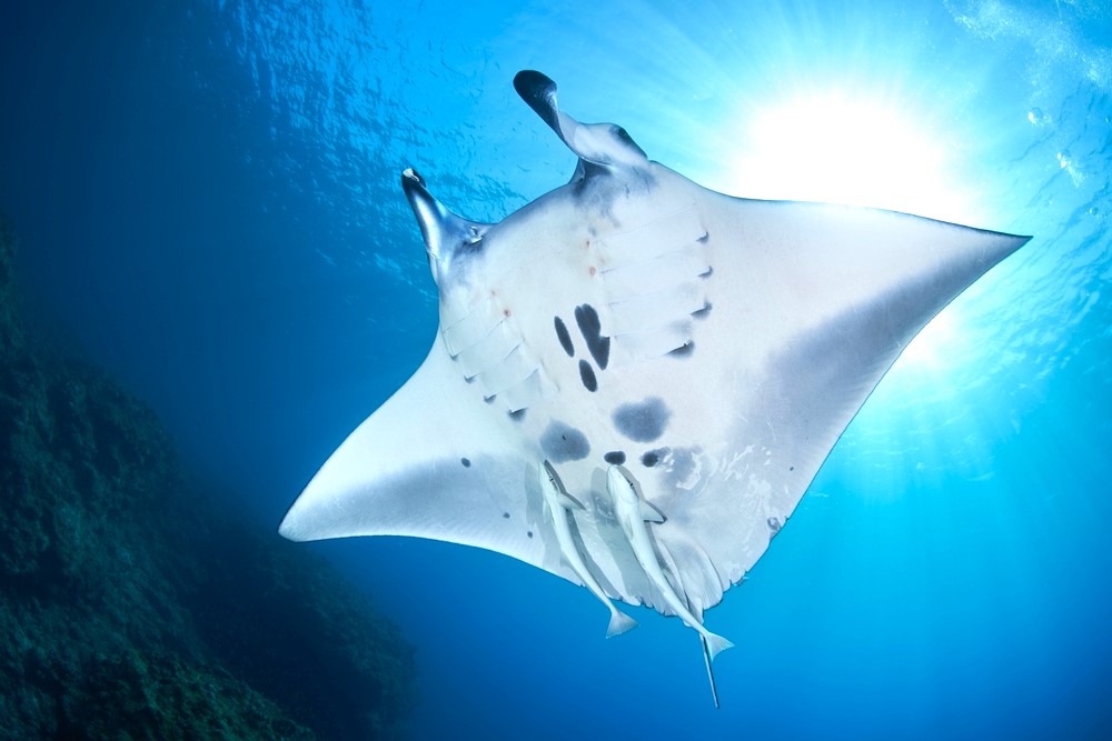 Manta ray flying over the diver's head