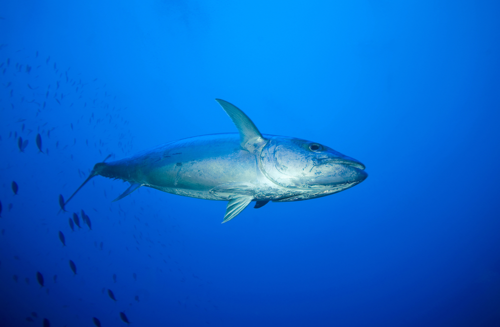 Big,Dogtooth Tuna Swimming 