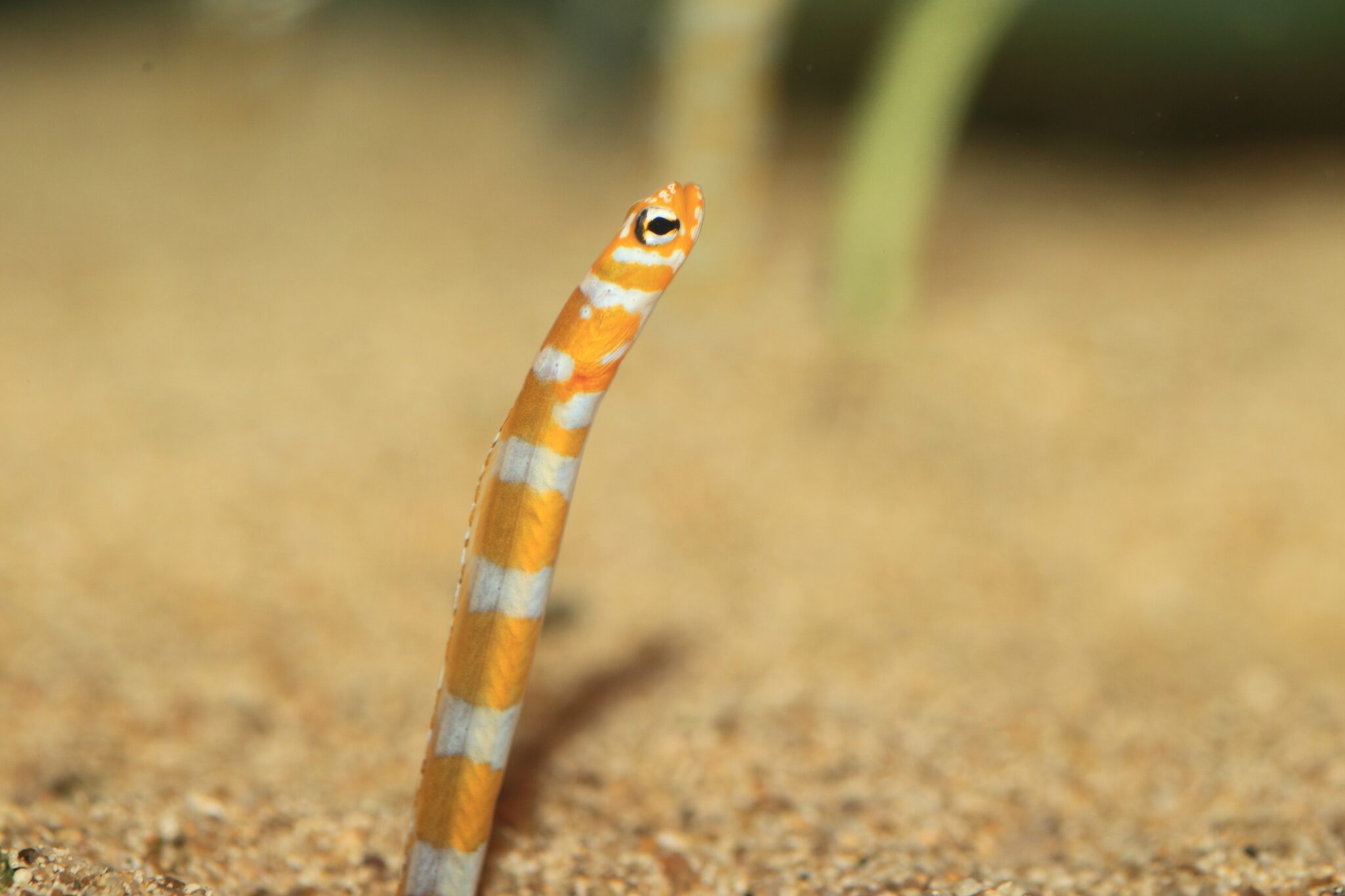 Splendid,Garden,Eel,(gorgasia,Preclara),In,Japan