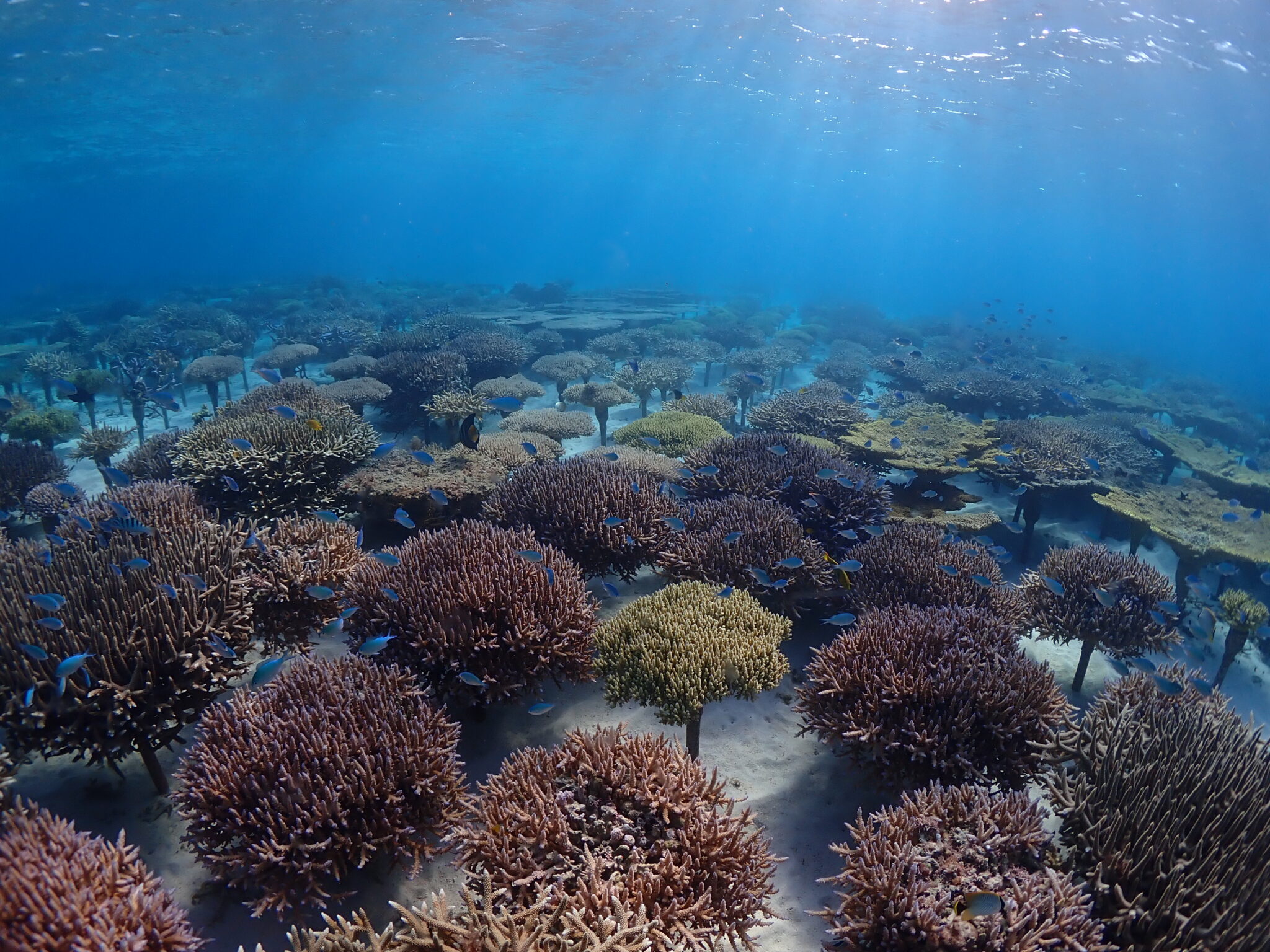 Corals that have grown in coral farming