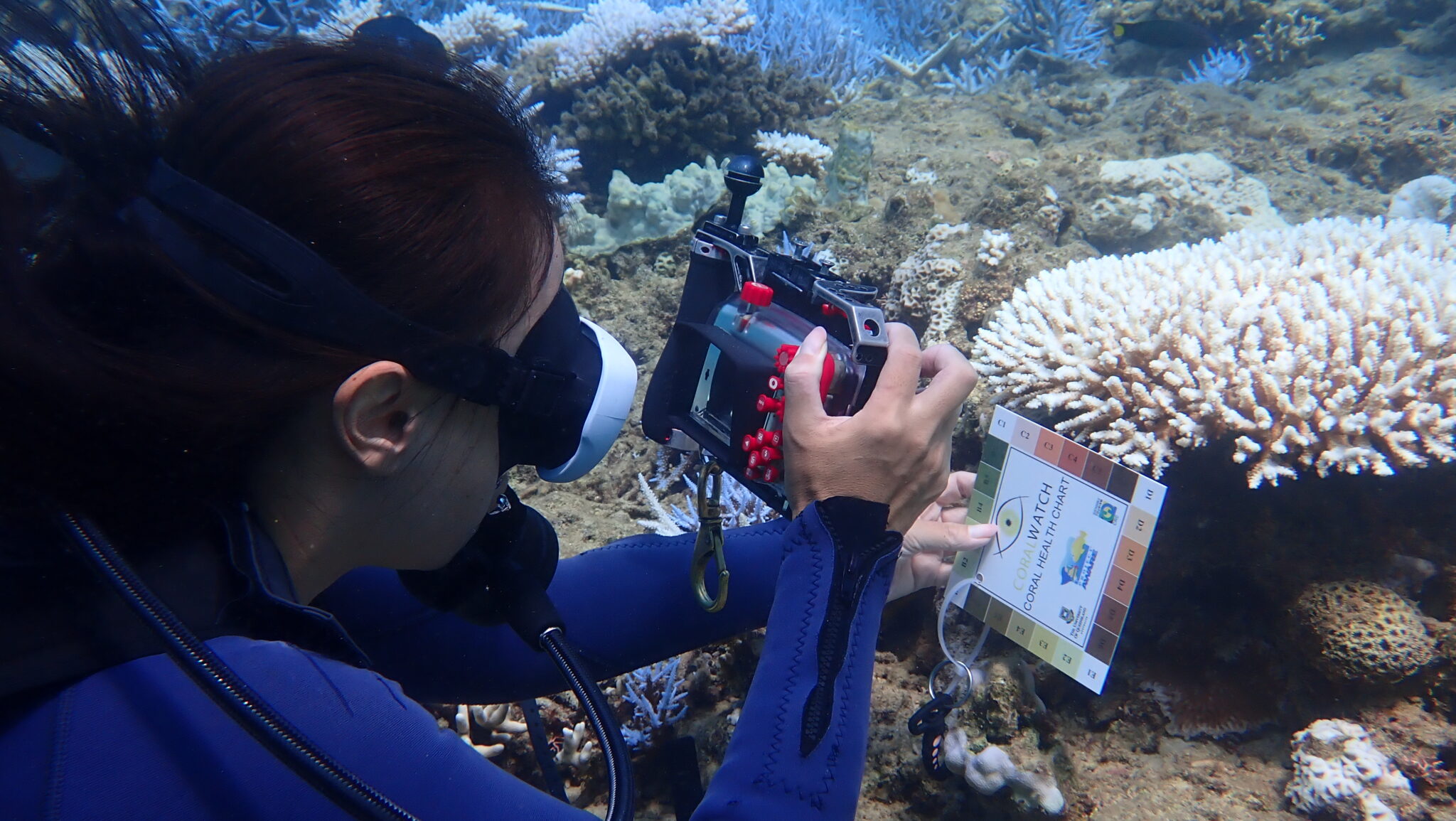 a female diver monitoring coral with color chart