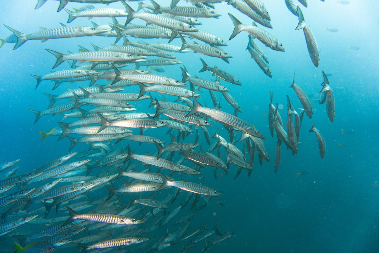 A school of barracuda in Koh Tao