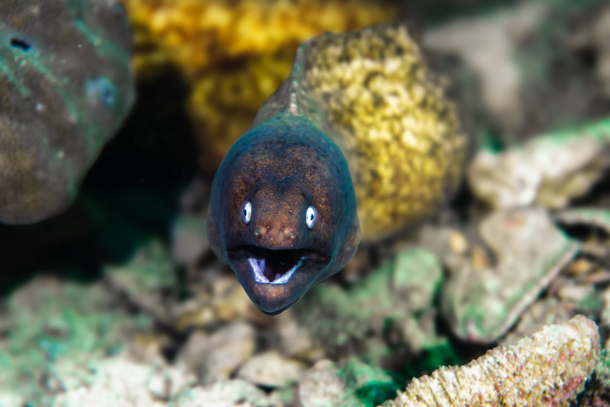 A White-Eyed Eel in Koh Tao