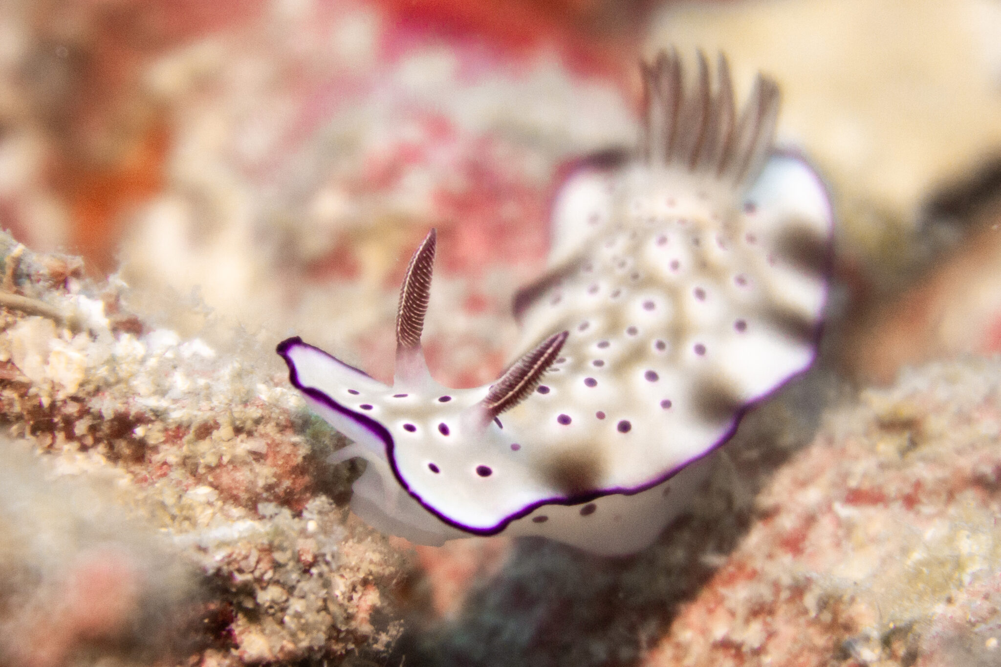 A nudibranch in Koh Tao