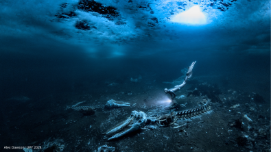 Whale skeleton beneath the ice image from Alex Dawson at UPY 2024