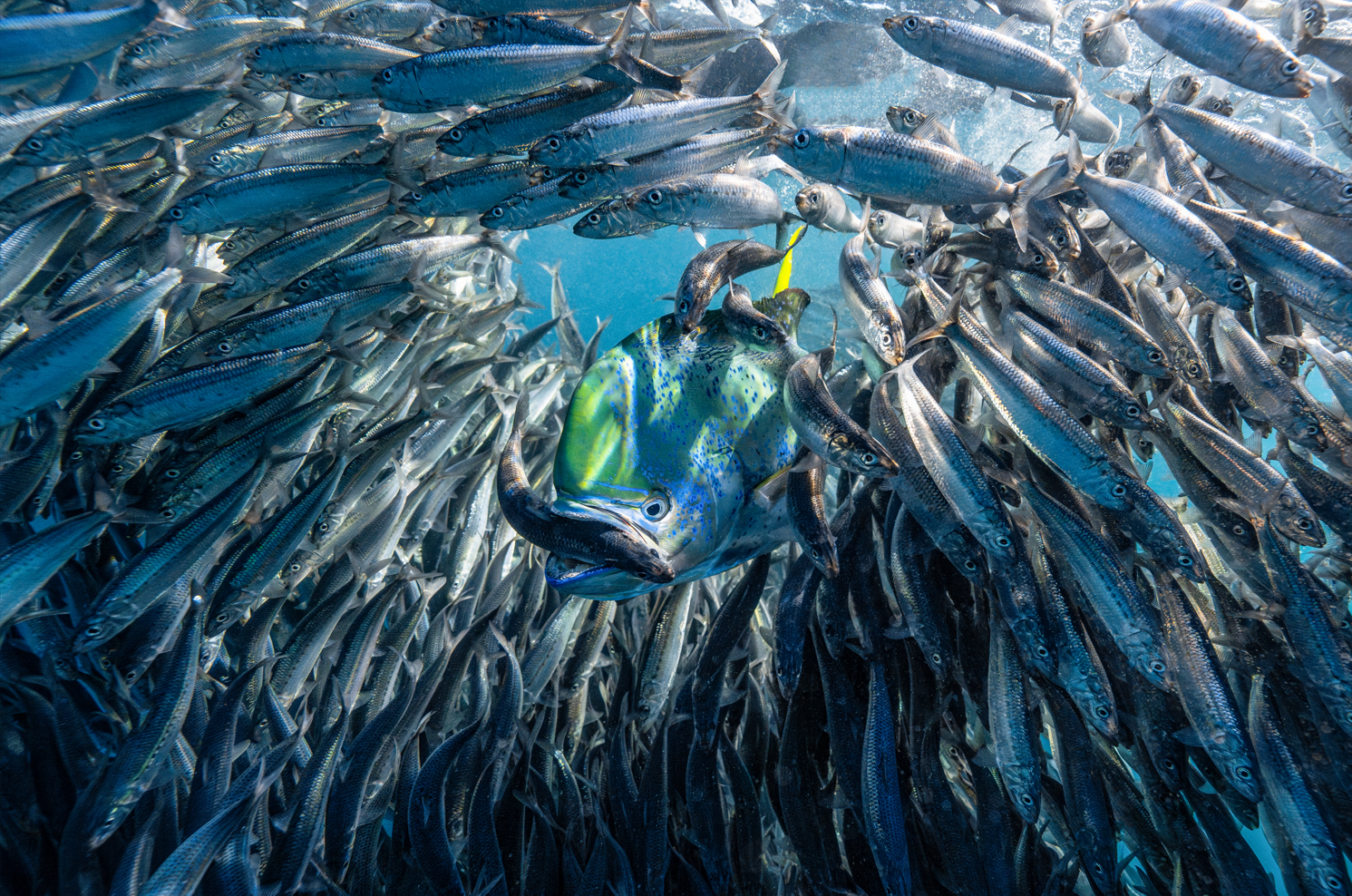 La imagen de Lisa Stengel/UPY2024 se titula "Window of Opportunity" y representa a un dorado capturando una sardina en México.  