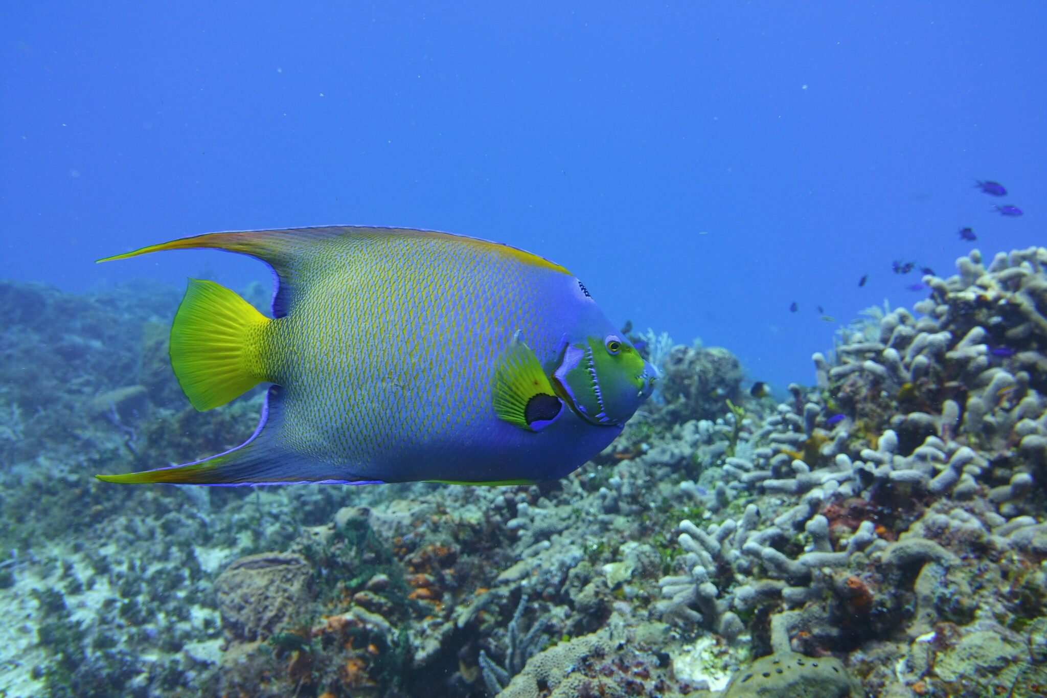 Close up image of an Angelfish swimming along a coral reef