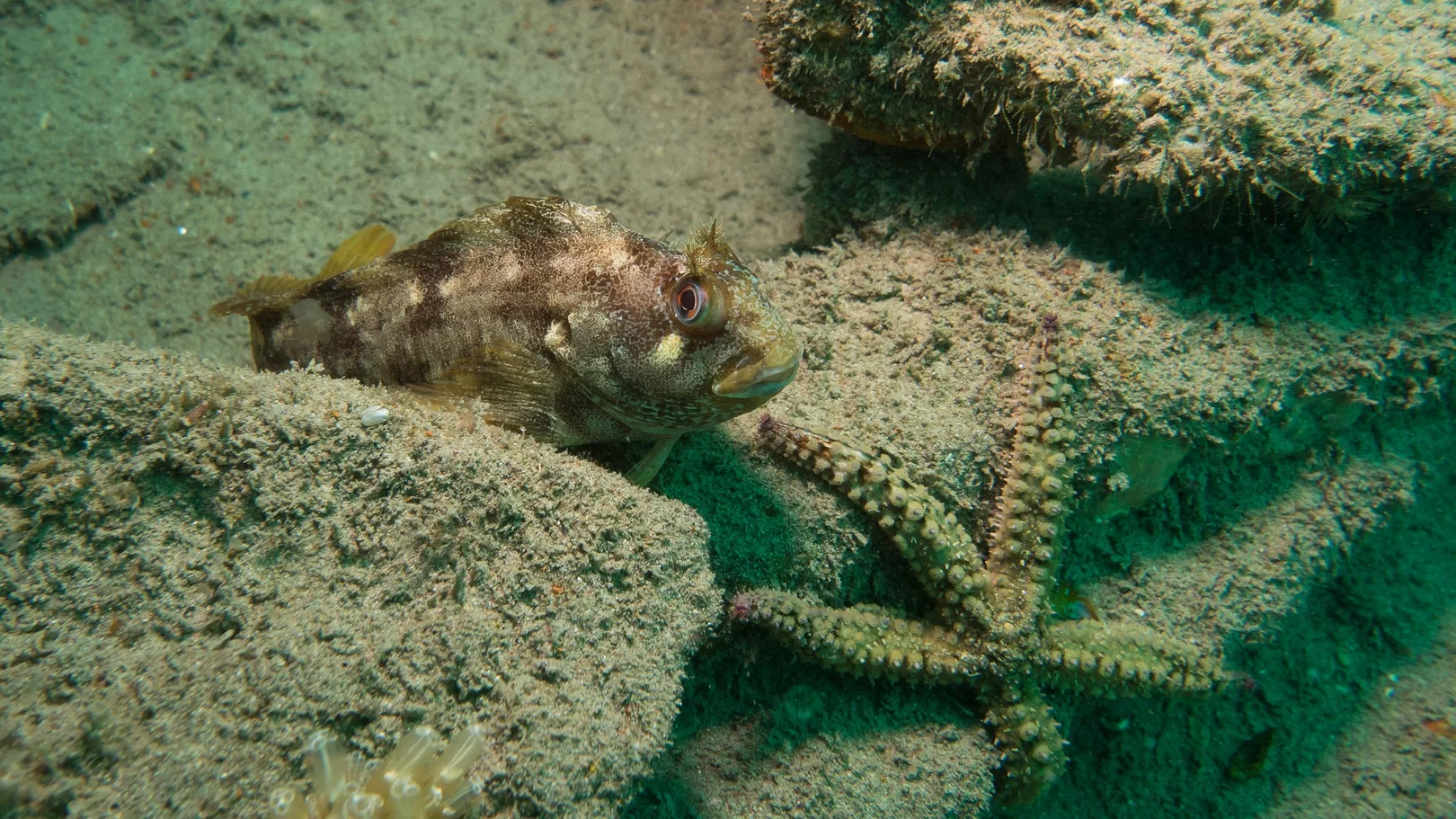 Fish using artificial structures as a home