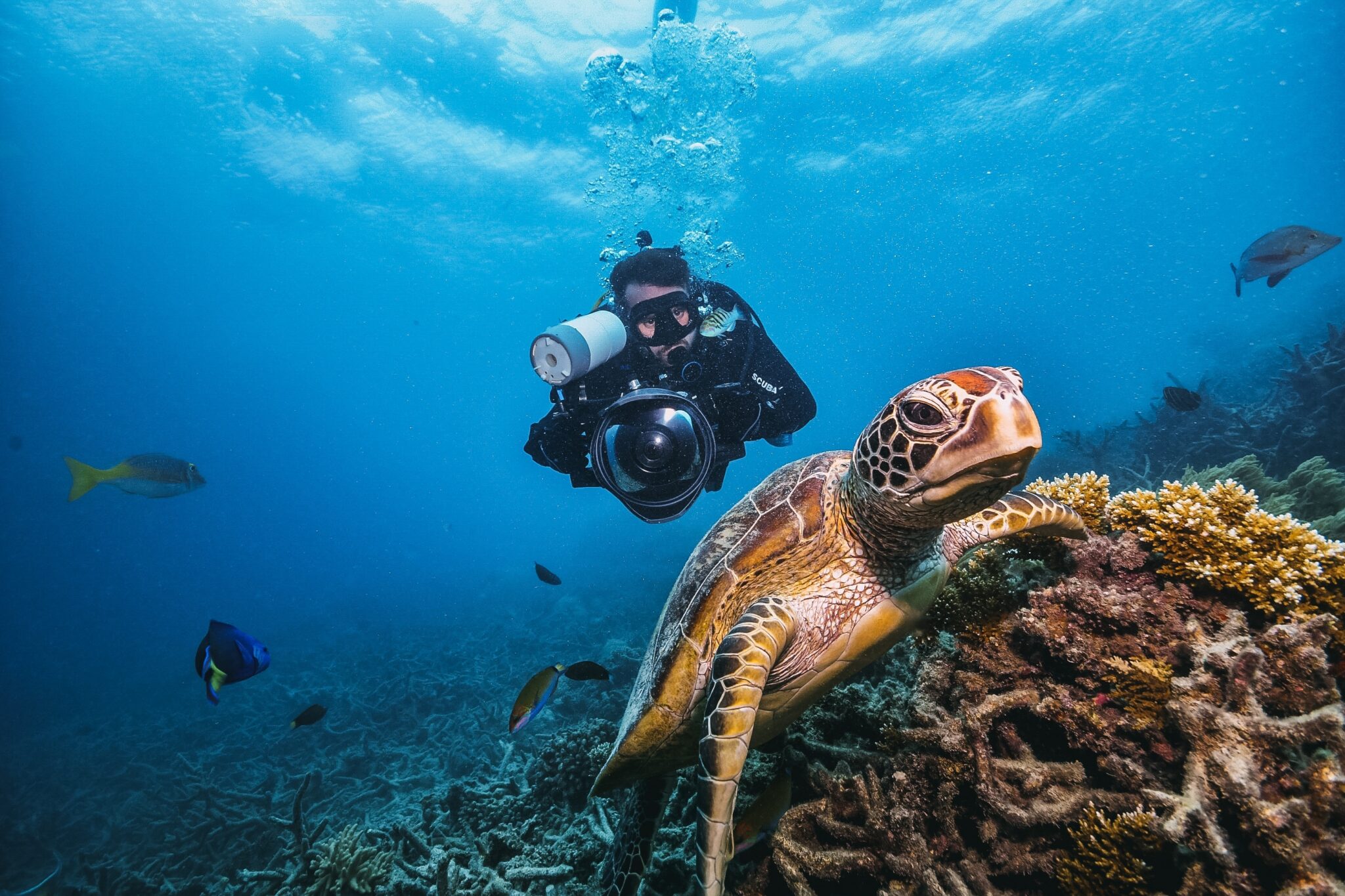 A diver photographs a green sea turtle in Maui, Hawaii, USA