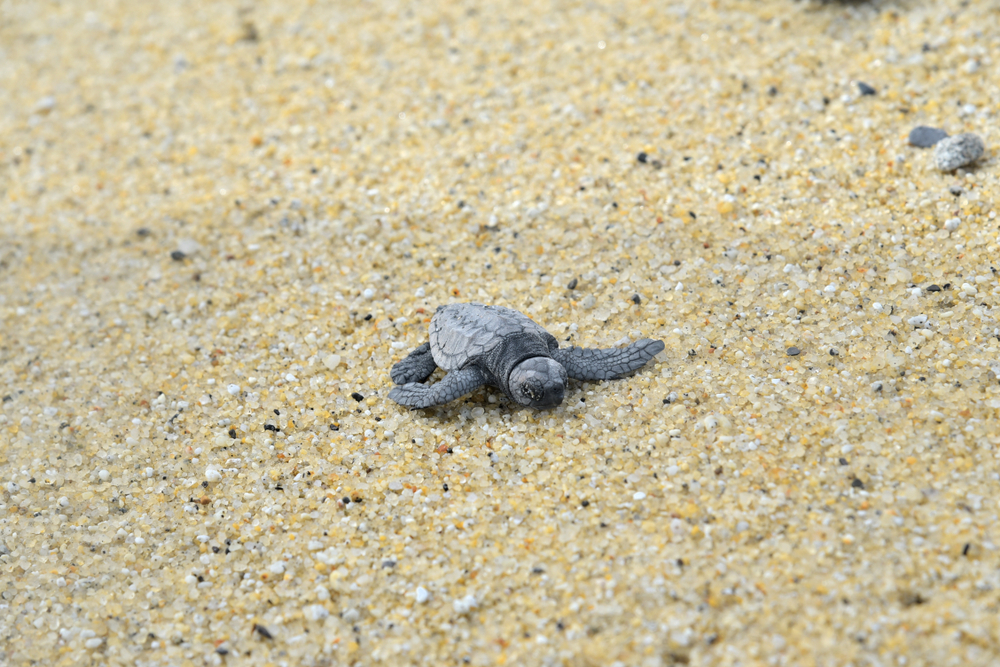 baby sea turtle walking on the beach