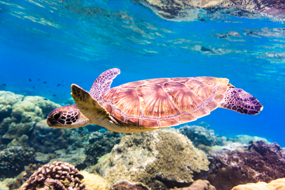 green sea turle swimming in the tropical island