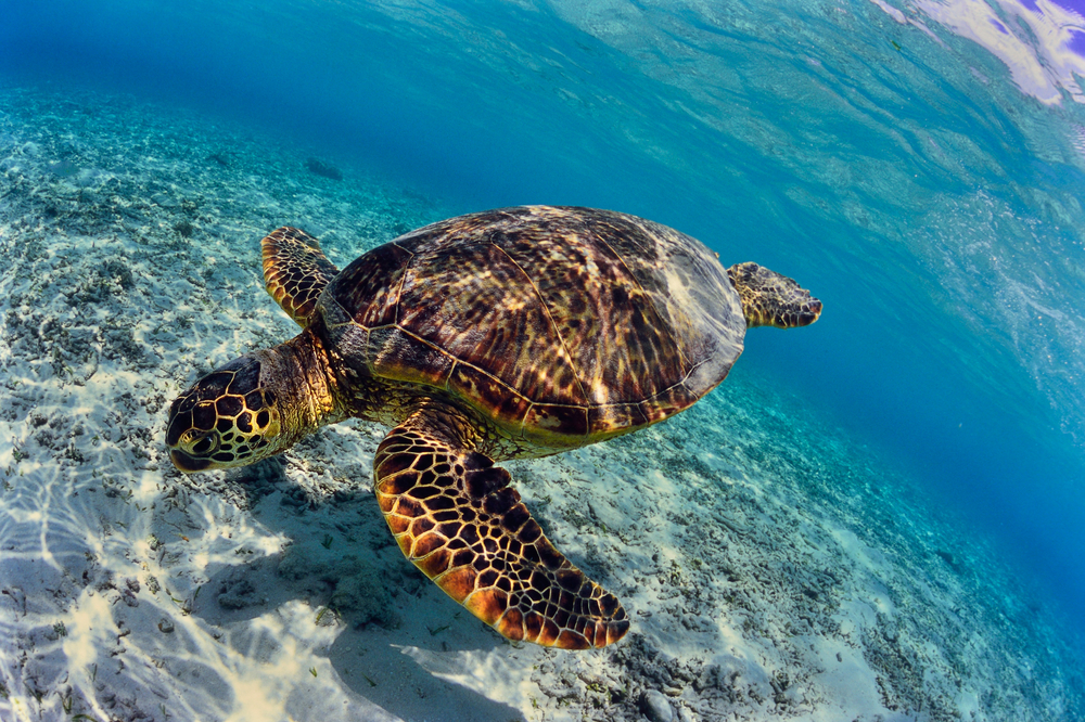 Sea turtle swimming on the beach in Okinawa