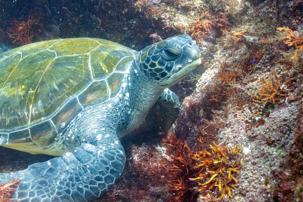 Green sea turtle resting on the rocky beach