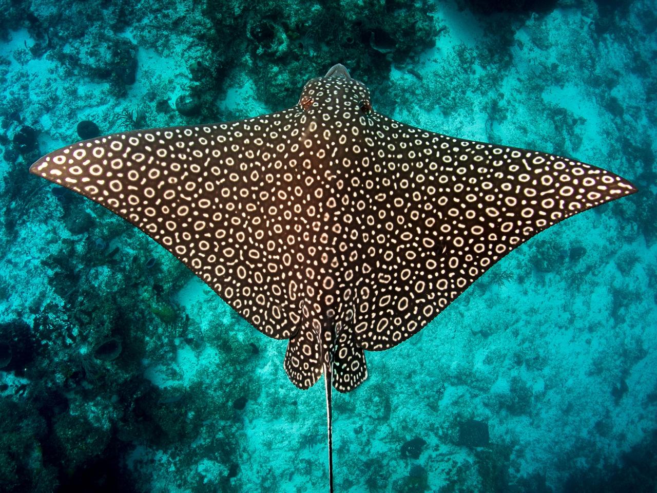 a spotted eagle ray gliding through the ocean