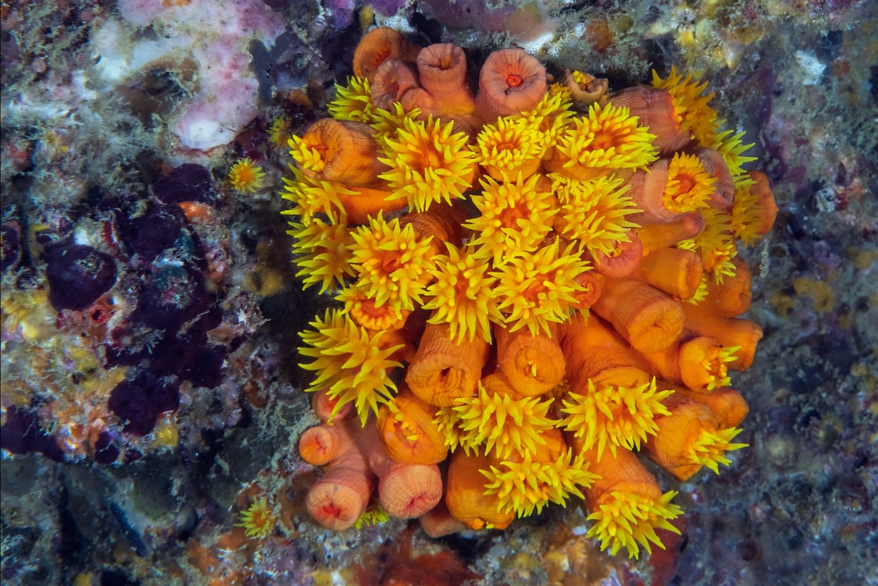 yellow sea anemone, Tubastraea, also known as sun coral or sun polyps, is a genus of coral in the phylum Cnidaria. It is a cup coral in the family Dendrophylliidae.