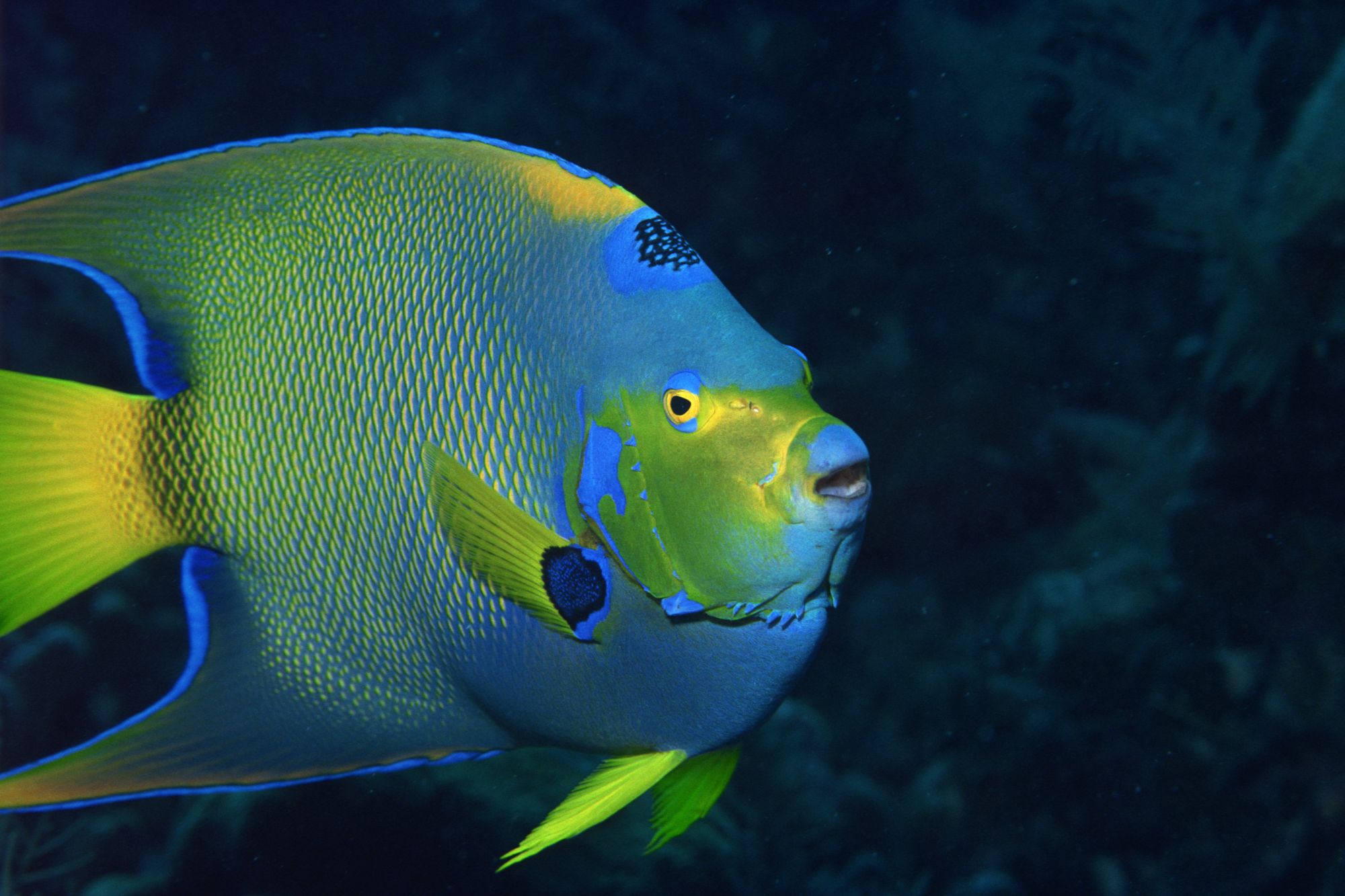 Close up image of an Angelfish