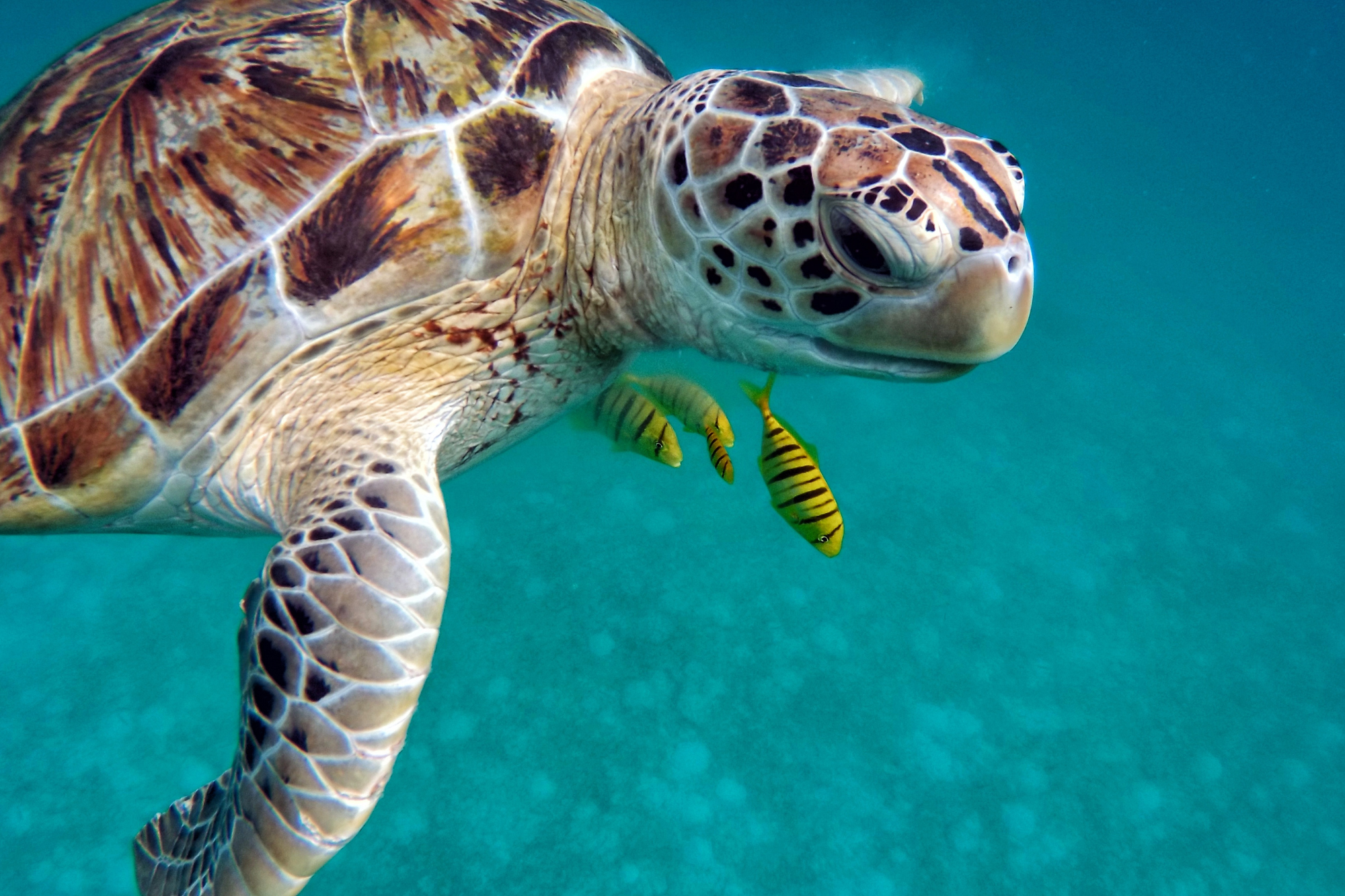 Close image of a sea turtle underwater, surrounding by four little fish