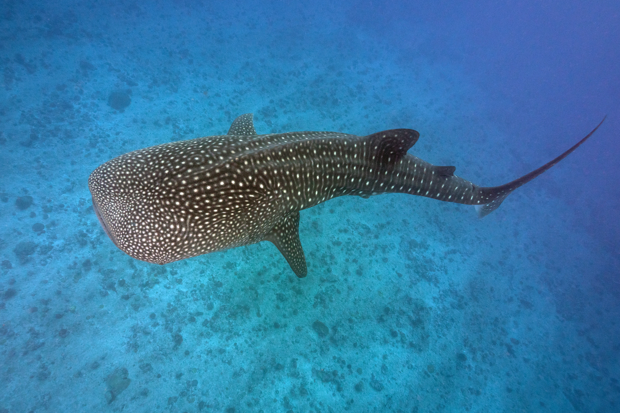 Top view of a whale shark swimming over a reef