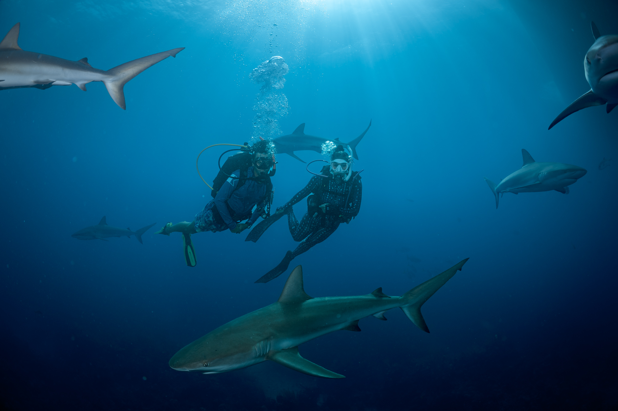 two divers swim in the middle of a school of sharks