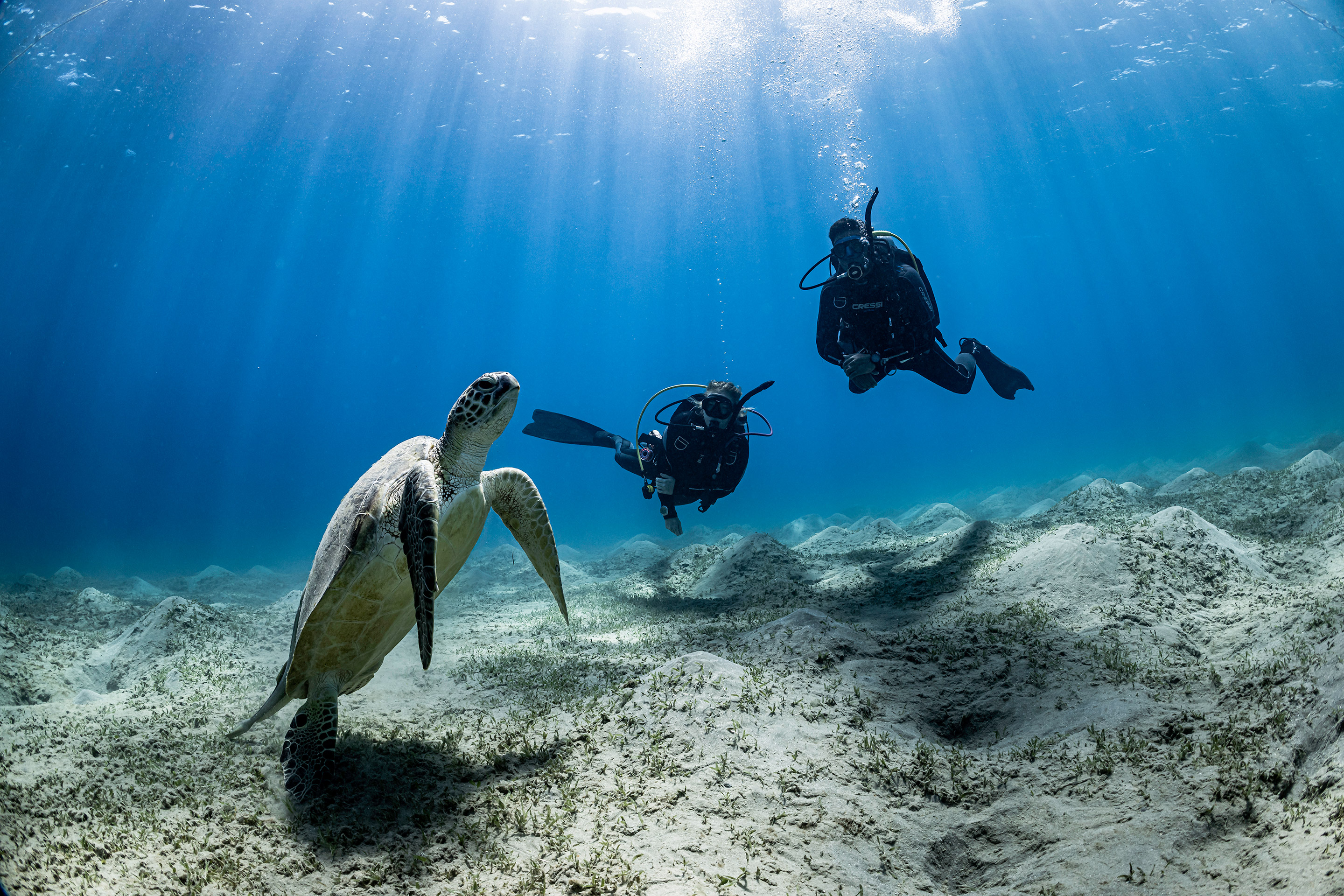 Twee duikers zwemmen met een schildpad
