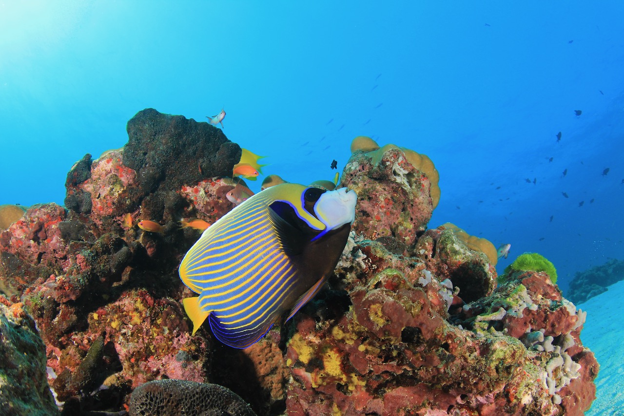 Emperor Angelfish fish on coral reef