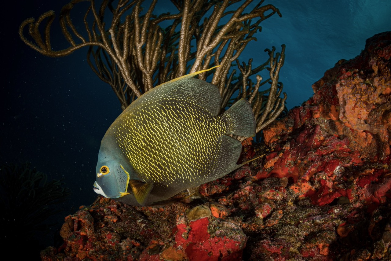 French angelfish (Pomacanthus paru) on the reef off the Dutch Caribbean island of Sint Maarten