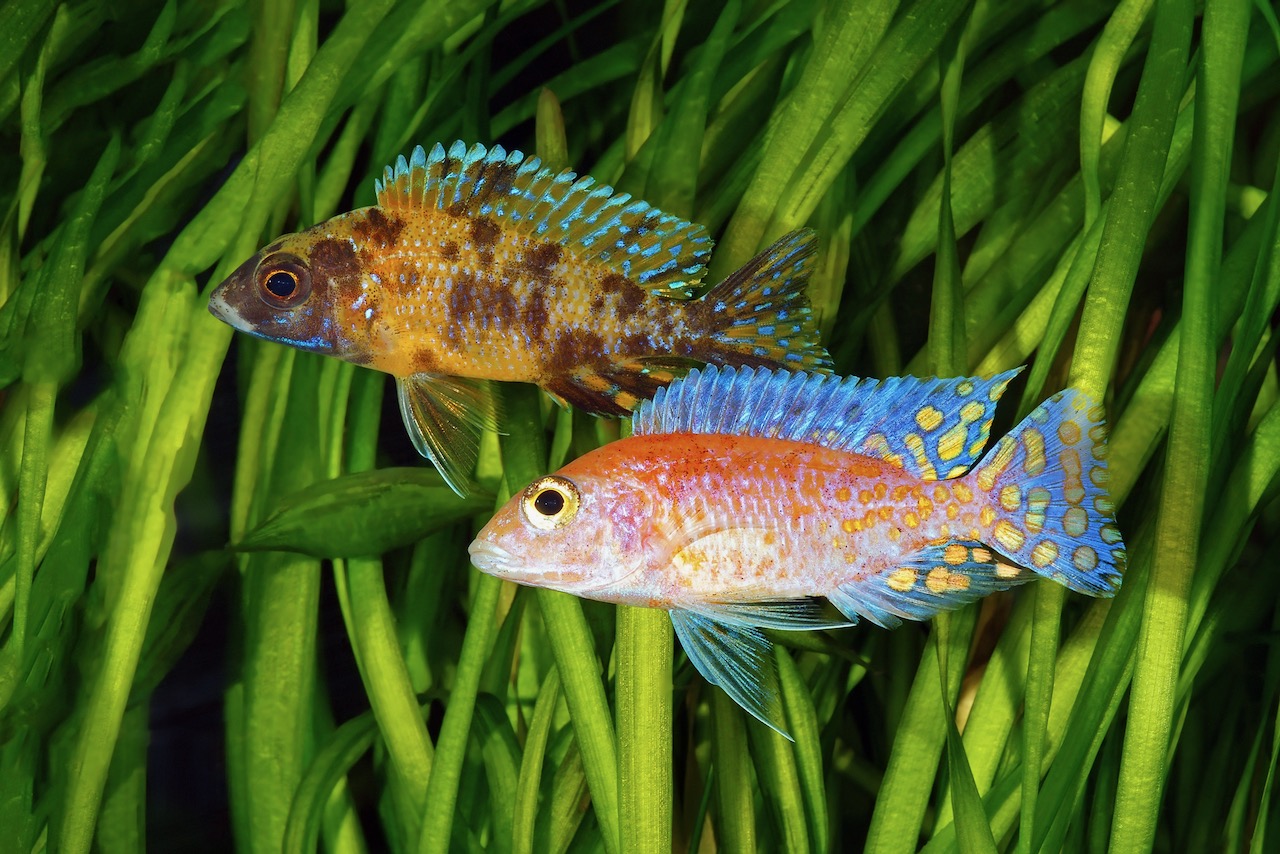 Malawi Cichlids on a sea grass background