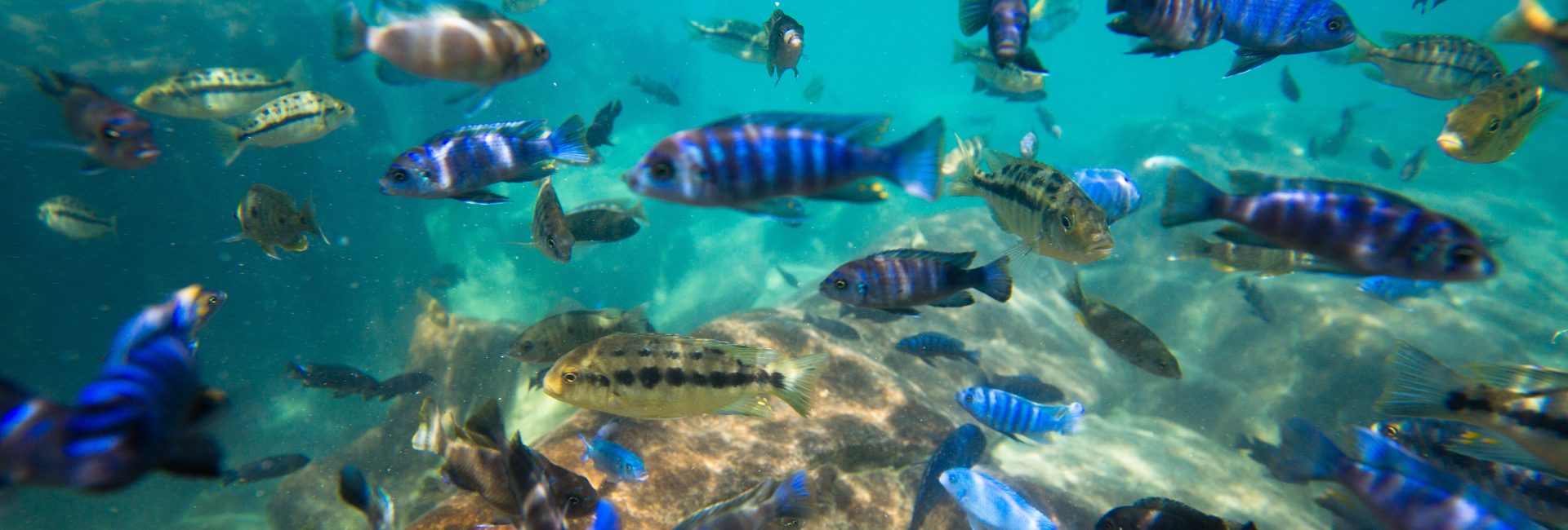 Discover Night Diving in Lake Malawi, One of the World’s Most Biodiverse Lakes