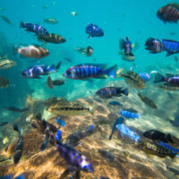 cichlids swimming around in lake malawi