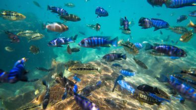 cichlids swimming around in lake malawi