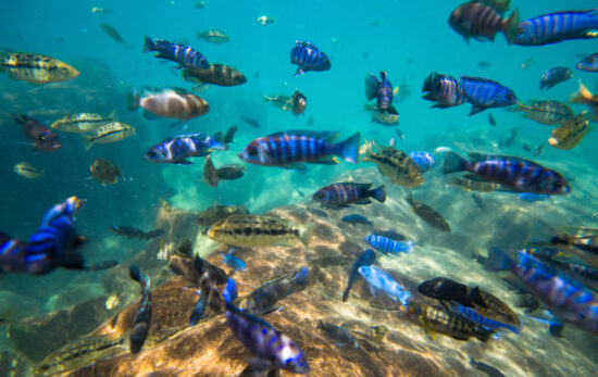 cichlids swimming around in lake malawi