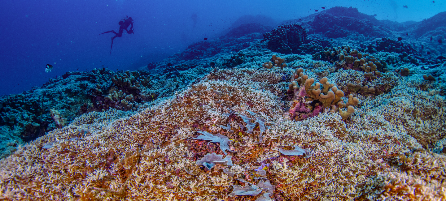 World’s Largest Coral Discovered in the Solomon Islands