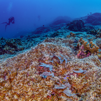 World's largest coral in the Solomon Islands