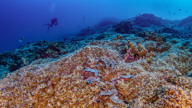 World's largest coral in the Solomon Islands