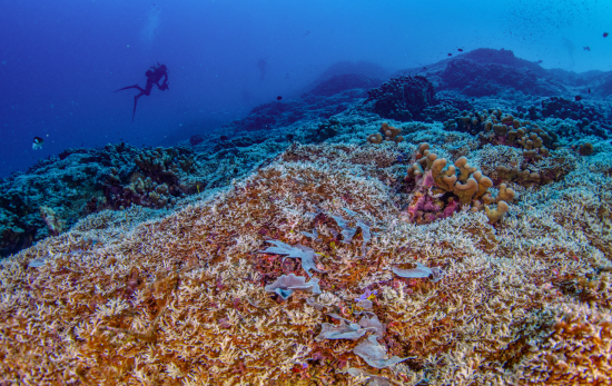 World's largest coral in the Solomon Islands