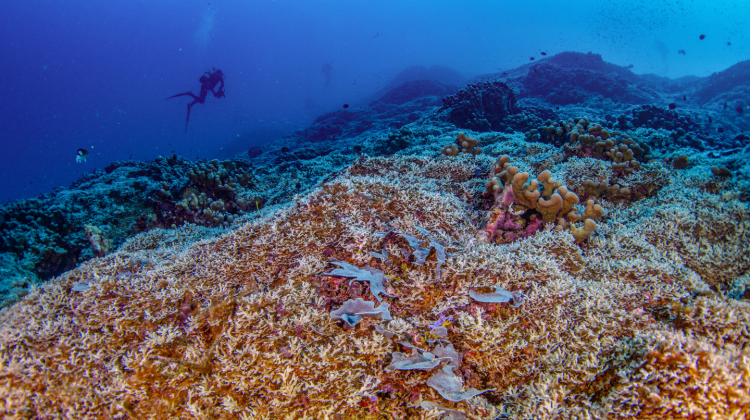 World's largest coral in the Solomon Islands
