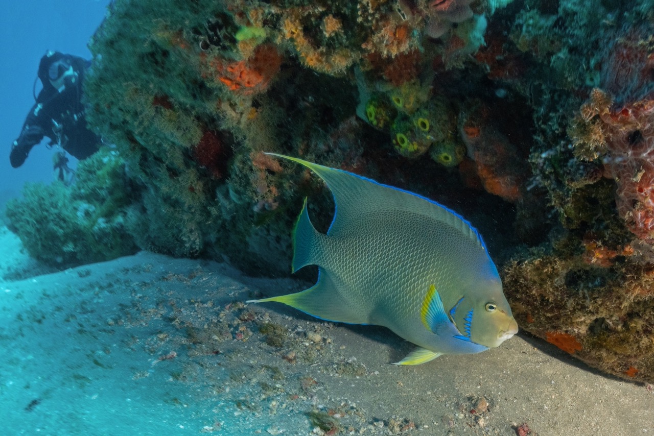 Queen Angelfish, West Palm Beach, Scuba Diving photos, 2021