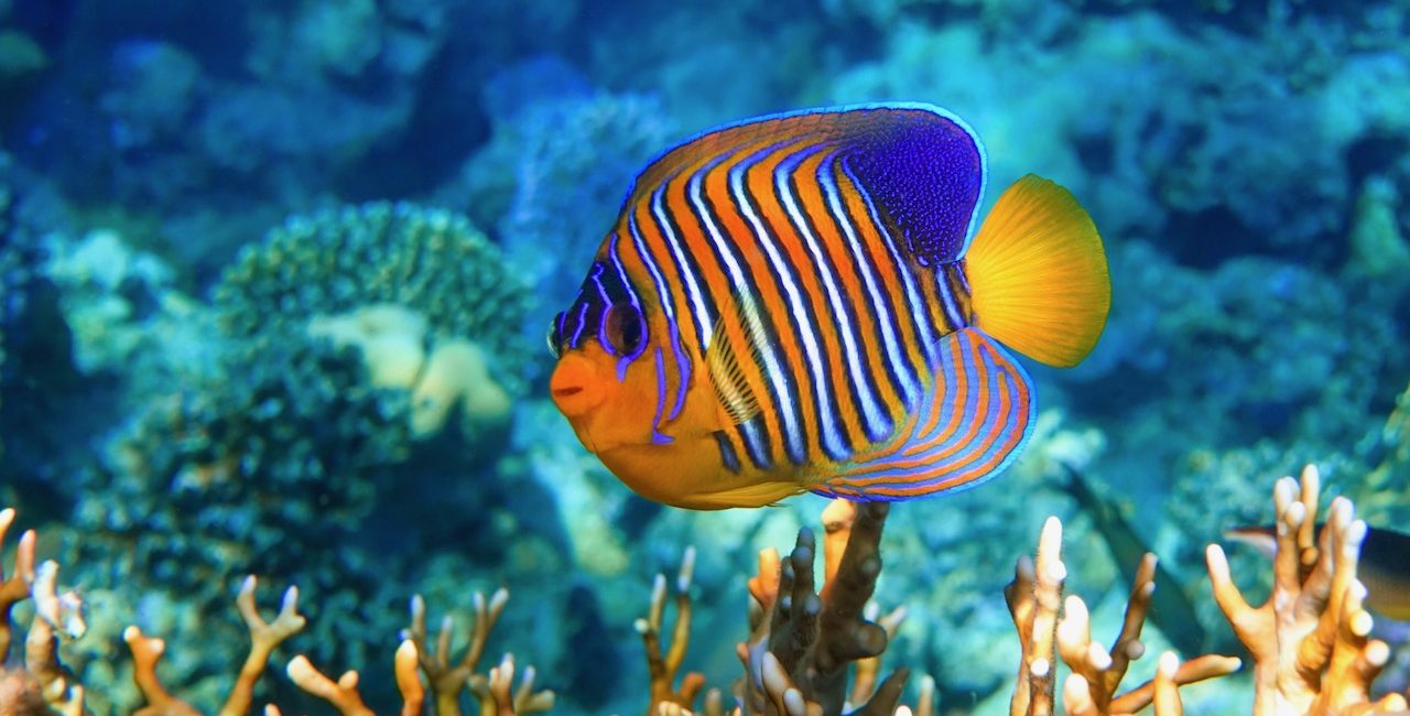 7 Angelfish Facts You Didn’t Know